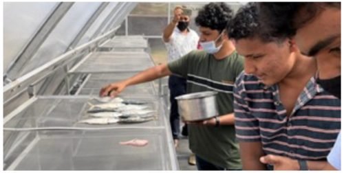 Green House Solar Drying Platform (1)