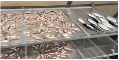 Green House Solar Drying Platform (2)